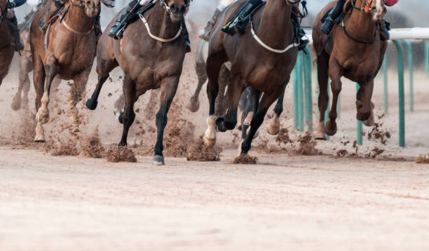 Horse Racing on Track with Copy Space Close Up of Horses Legs and Hoofs with Track Sand horseback riding photos stock pictures, royalty-free photos & images