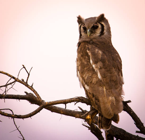 An enormous, grayish owl with dark stripes framing the face. It has a pale,-horn-colored beak and large, dark eyes that are set off by weird and diagnostic fleshy-pink eyelids. Occurs from arid savanna to mesic woodland to riverine forest; prefers areas with some tall trees for breeding and roosting. Hunts medium-sized mammals; has been known to kill competitors, such as Pel’s Fishing-Owl. Its call, a deep guttural grunting “unngh-unngh”, is diagnostic.