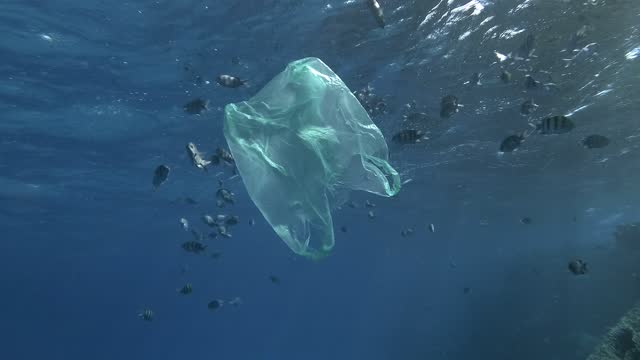 Slow motion, yellow plastic bag slowly swims with school of tropical fish under surface in blue water in sunlight. Plastic pollution of ocean. School of fish Indo-Pacific sergeant or Sergeant major.