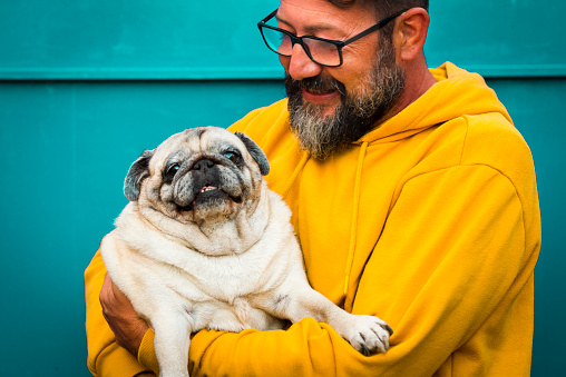 Love dog concept with cheerful adult man hug and hold his own old pug - happy people with animal - colourful yellow and green - bearded man with glasses love his dog
