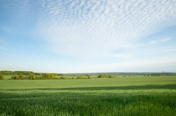 istock The field of young wheat. Background green grass. 1297768733