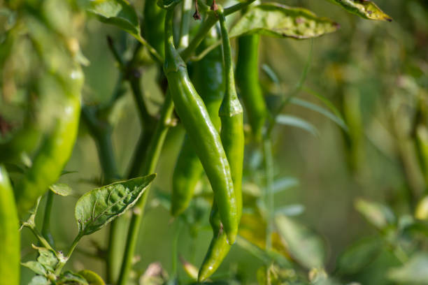 зеленый перец чили, растущий на дереве в саду - pepper bell pepper growth ripe стоковые фото и изображения