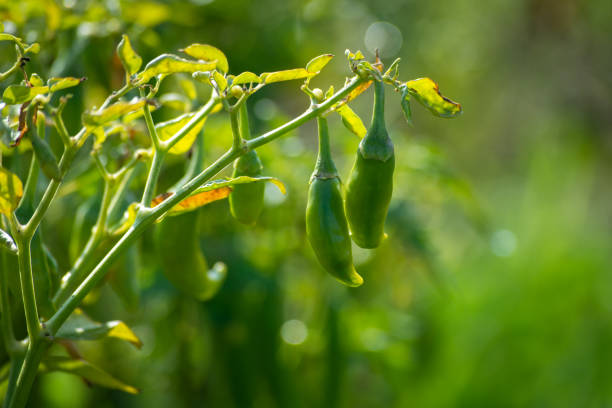 Green chili peppers growing on tree in the garden