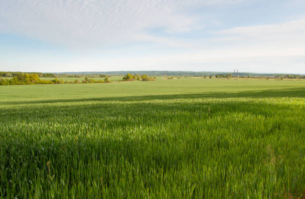 istock The field of young wheat. Background green grass. 1297768953