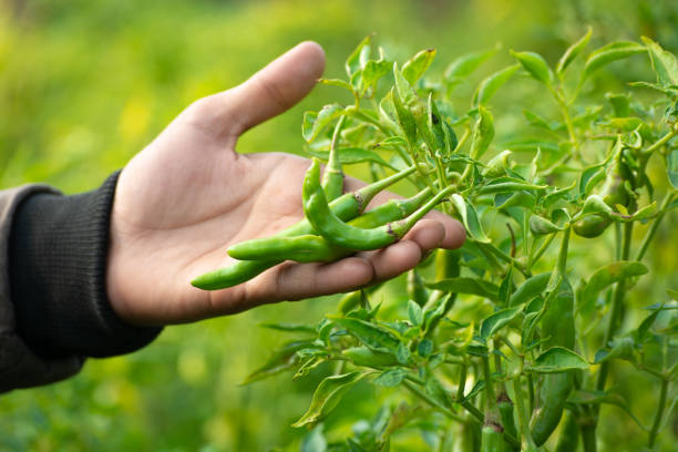 istock Hand holding green chillies in vegetable garden 1297769251