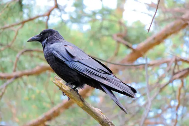 Photo of black crow sitting on branch