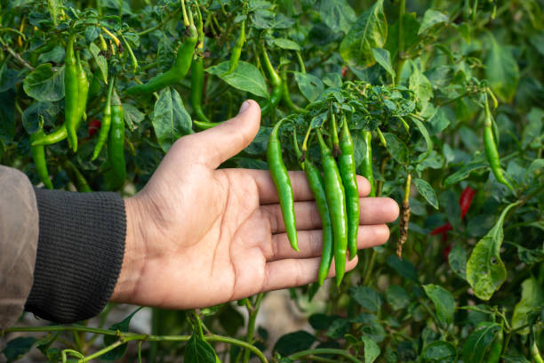 istock Hand holding green chillies in vegetable garden 1297769927