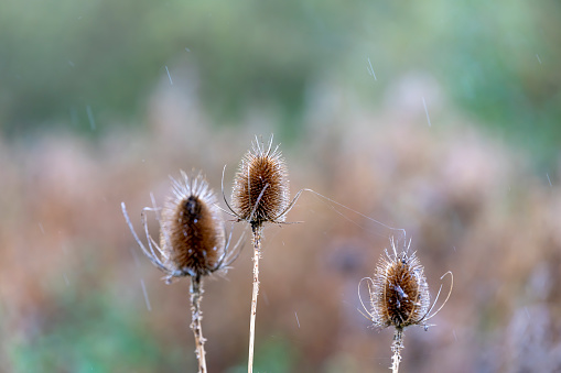 Teasel in the autumn with rain falling.