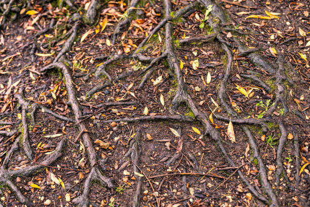 um sistema de raízes de árvores no outono - plant root system - fotografias e filmes do acervo