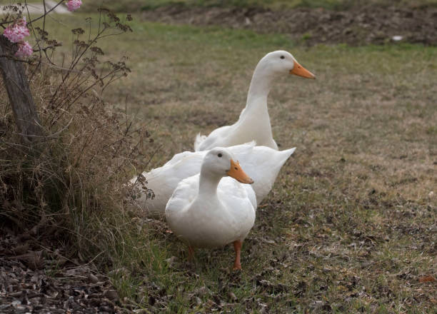 istock free range geese in agricultural husbandry 1297771899