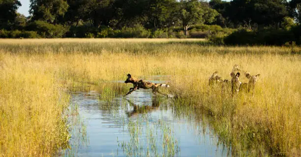 Wary of lurking crocodiles, a pack of African Wild Dogs (Lycaon Pictus) cross a channel in Botswana’s Okavango Delta. These critically endangered predators exist in small numbers in the region.
