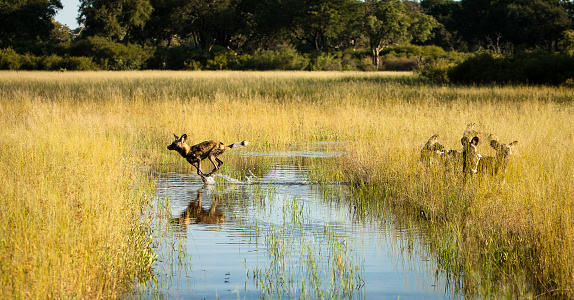 A pack of endangered African Wild Dogs (Lycaon Pictus) crossing a channel in the Okavango Delta