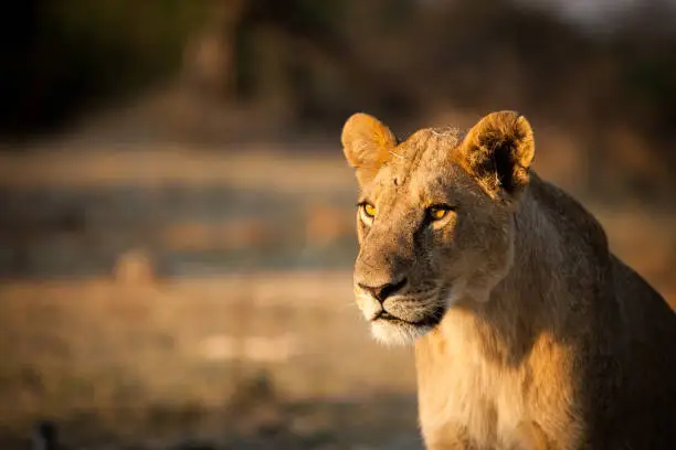 A lioness scans the horizon for prey at sunset.