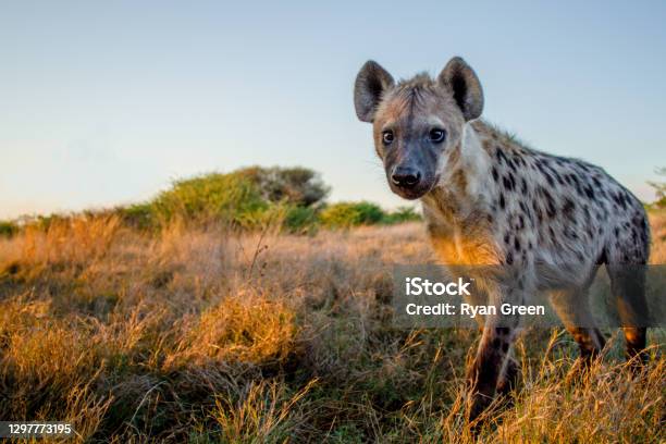 Spotted Hyena Stock Photo - Download Image Now - Hyena, Spotted Hyena, Animal Wildlife