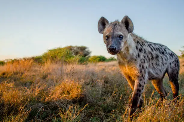 A closeup of a Spotted Hyena. Moremi Game Reserve, Botswana.