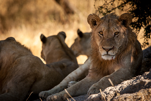 Portrait of a lioness looking for prey. Sideways look. Masai Mara, Kenya. High quality photo
