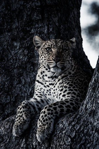 A female leopard looks into the camera