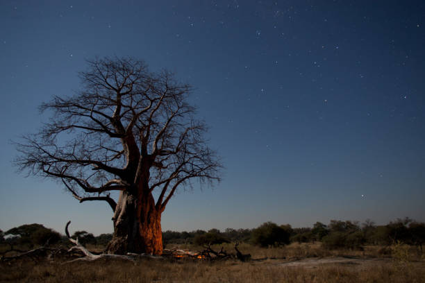 baobab bob - african baobab photos et images de collection