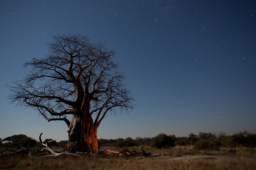 A large Baobab tree (Adonsonia Digitata) at night with a background of stars.
