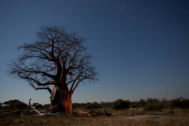 Baobab Bob A large Baobab tree (Adonsonia Digitata) at night with a background of stars. botswana photos stock pictures, royalty-free photos & images