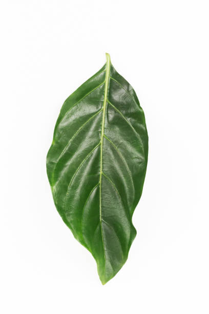 istock Noni or Morinda Citrifolia green leaf isolated on white background. 1297773472