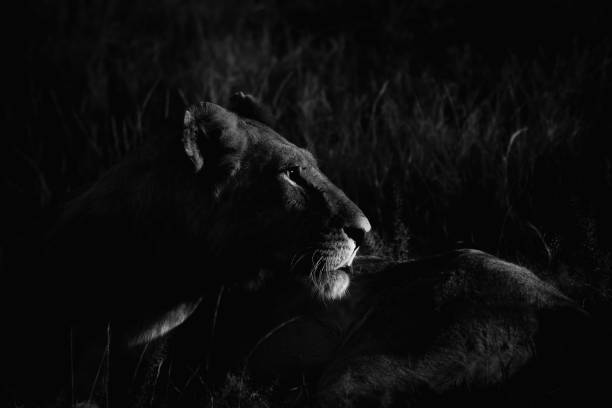 Portrait of a lioness. Moremi Game reserve, Botswana.