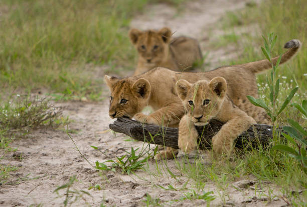 istock Lion cubs at play 1297773725