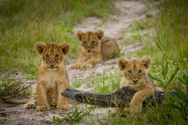 cuccioli di leone in gioco - delta dellokavango foto e immagini stock