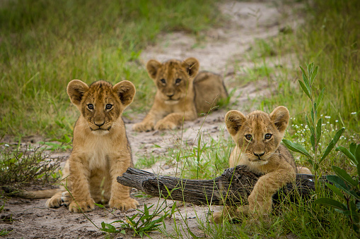 Three lions cubs at play, Okavango Delta