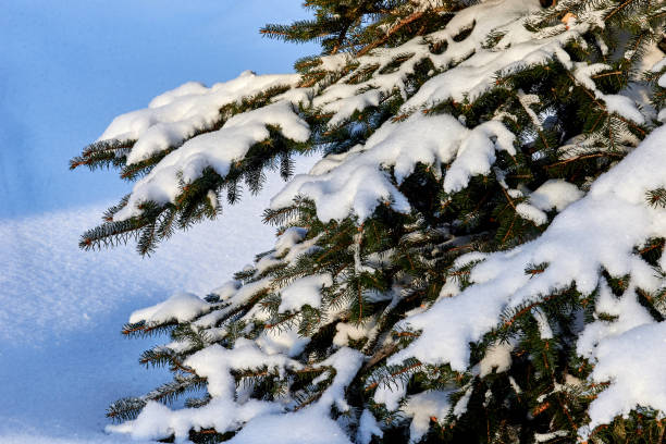 istock spruce trees completely covered with snow in the park after a heavy snowfall 1297773898