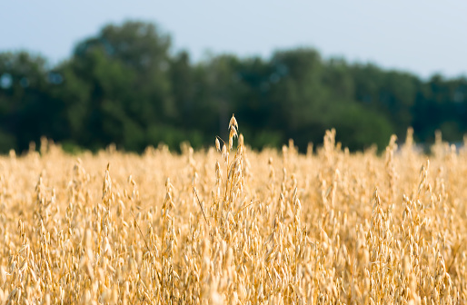 organic golden ripe ears of oats in field, soft focus, closeup, agriculture background