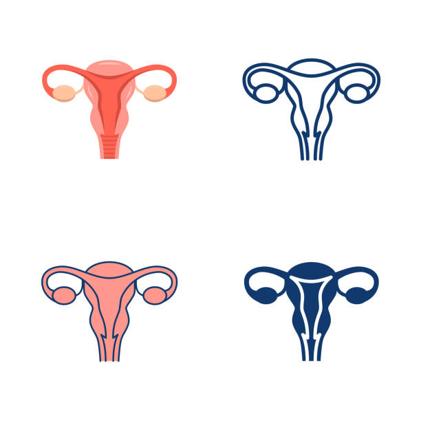ilustrações de stock, clip art, desenhos animados e ícones de uterus and ovaries icon set in flat and line style - ovary