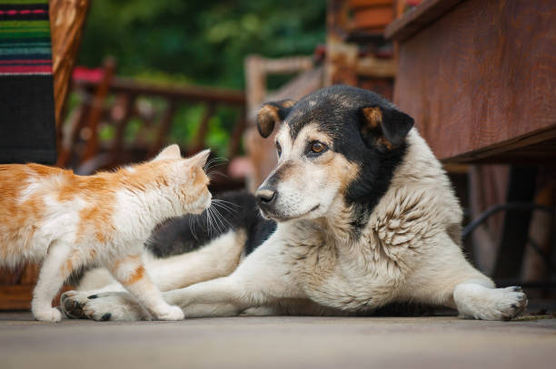 istock Funny cat and dog 1297774988