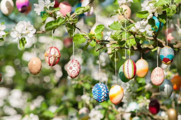 Photo of many colorful painted easter eggs on apple tree as easter decoration