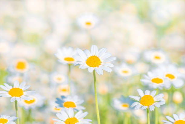 istock Chamomile field flowers border. background 1297776126