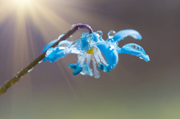istock Blue blossom flower spring snowdrop Scilla Squill 1297776226