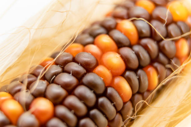 インドのトウモロコシのカーネルに選択的に焦点を当てる。 - autumn corn indian corn decoration ストックフォトと画像