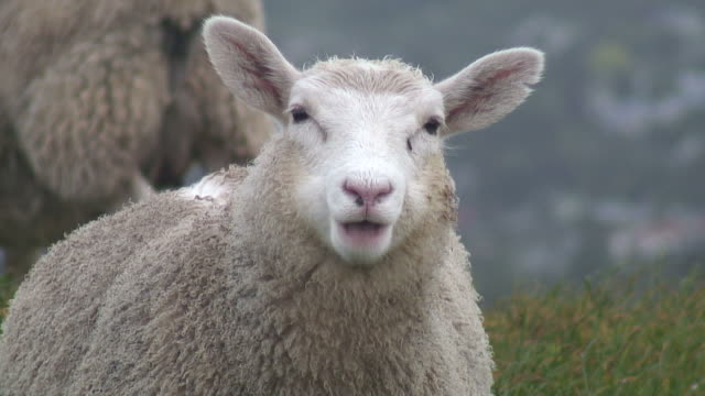 (HD1080i) Sheep Stares At Camera And Chews, Close Up