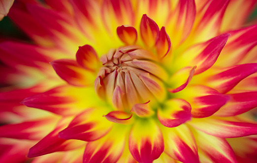 One marigold flower on a green background in the garden