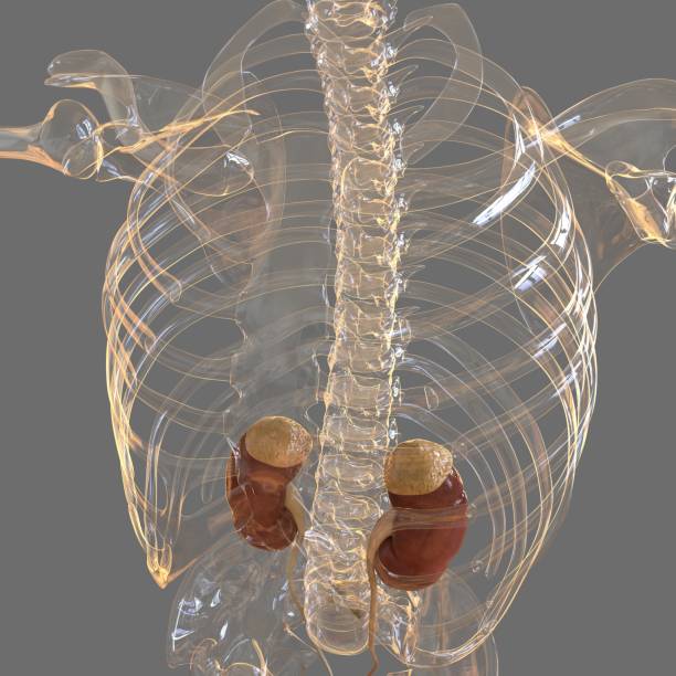 istock Human Urinary System Kidneys with Bladder Anatomy For Medical Concept 3D 1297778555