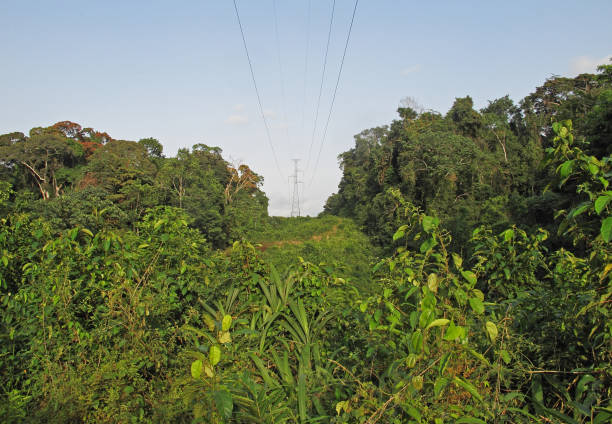 istock power line in Ankasa Reserve 1297778653