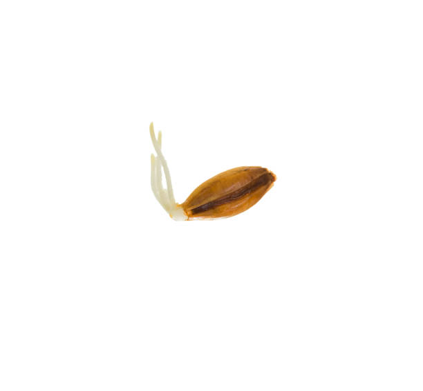 Organic sprouted barley grains on a white background