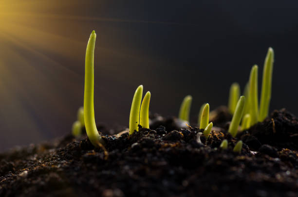 istock Sprouts of wheat background 1297779772
