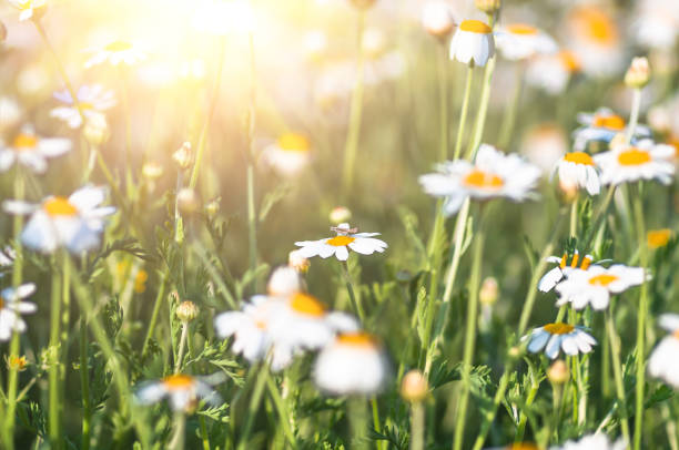 istock Chamomile field flowers border. background 1297780150
