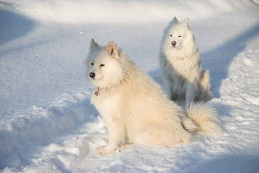 Two white Samoyed dogs sit in the snow on a frosty day.