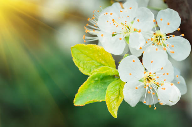istock white plum blossom natural background 1297780470