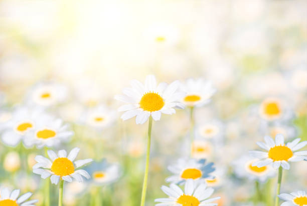 istock Chamomile field flowers border. background 1297780478