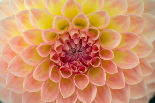 Abstract macro top view close-up of a yellow-pink pastel colored Dahlia flowerhead with shallow DOF