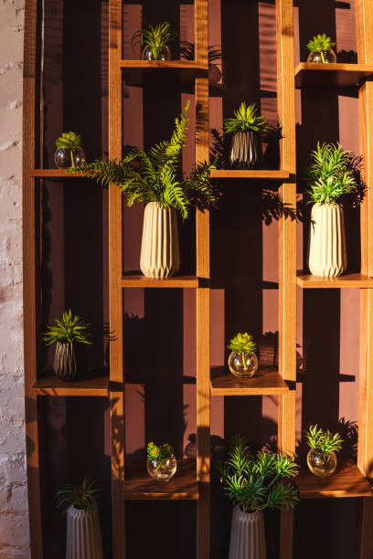 House Plants stand on shelves, green wall. House Plants stand on brown wooden shelves, green wall in interior. Sun light. green home decor stock pictures, royalty-free photos & images