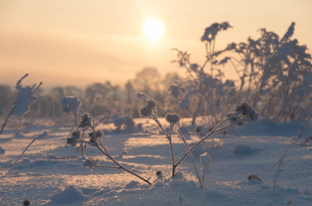 istock grass standing in snow during sunset in the winter 1297781379